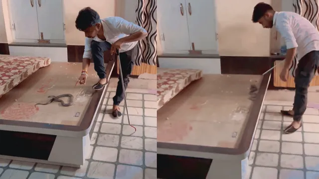 man-finds-deadly-snake-under-bed-mattress-viral-video-leaves-netizens-terrorstruck